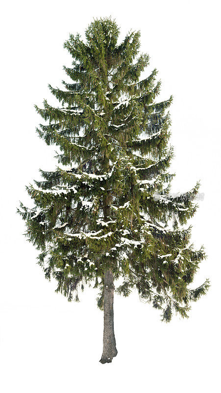 云杉(Picea abies)在冬天孤立在白色与雪。